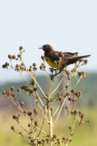 Click here to see photographs of Brown and Yellow Marshbirds